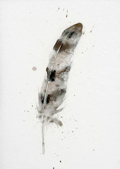 Image of a feather watercolor painting by Shayna Larsen, originals & prints available