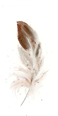 Image of a feather watercolor painting by Shayna Larsen, originals & prints available