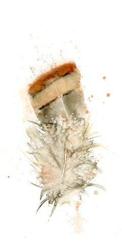 Image of a feather watercolor painting by Shayna Larsen, originals & prints available