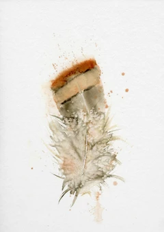 Image of a feather watercolor painting by Shayna Larsen, originals & prints available