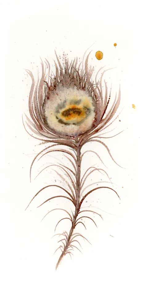 Image of a feather watercolor painting by Shayna Larsen, originals & prints available