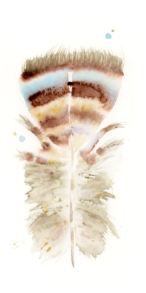 Image of a feather watercolor painting by Shayna Larsen, originals & prints available