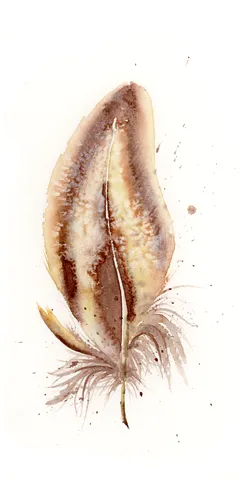 Image of a feather watercolor painting by Shayna Larsen, originals & prints available