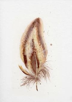 Image of a feather watercolor painting by Shayna Larsen, originals & prints available