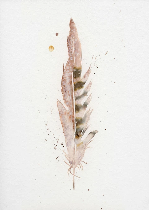Image of a feather watercolor painting by Shayna Larsen, originals & prints available