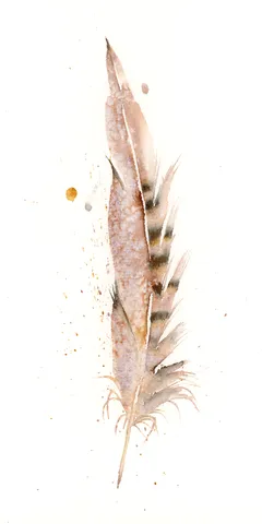 Image of a feather watercolor painting by Shayna Larsen, originals & prints available