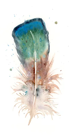 Image of a feather watercolor painting by Shayna Larsen, originals & prints available
