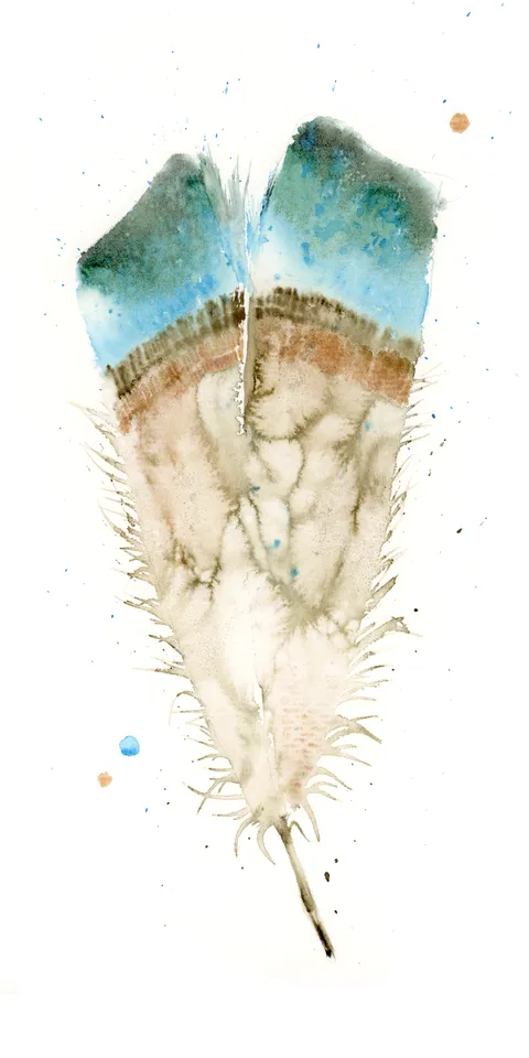Image of a feather watercolor painting by Shayna Larsen, originals & prints available