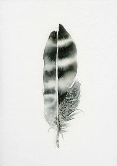 Image of a feather watercolor painting by Shayna Larsen, originals & prints available