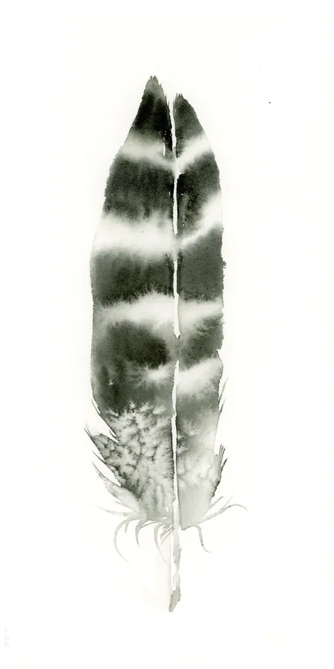Image of a feather watercolor painting by Shayna Larsen, originals & prints available