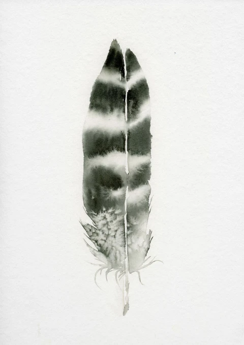 Image of a feather watercolor painting by Shayna Larsen, originals & prints available