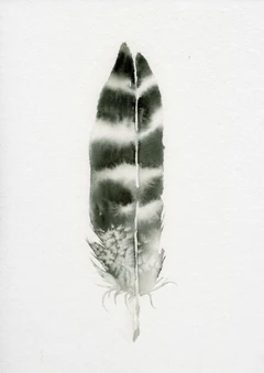 Image of a feather watercolor painting by Shayna Larsen, originals & prints available