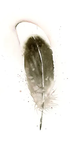 Image of a feather watercolor painting by Shayna Larsen, originals & prints available