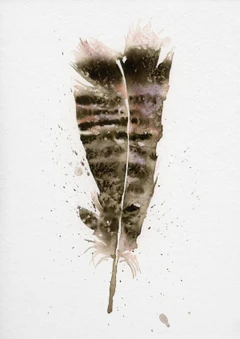 Image of a feather watercolor painting by Shayna Larsen, originals & prints available
