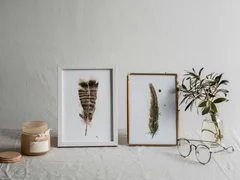 Image of a feather watercolor painting by Shayna Larsen, originals & prints available