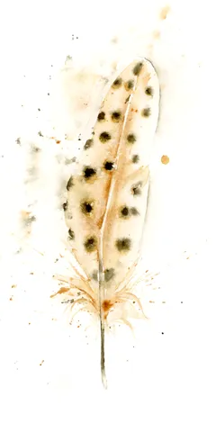 Image of a feather watercolor painting by Shayna Larsen, originals & prints available