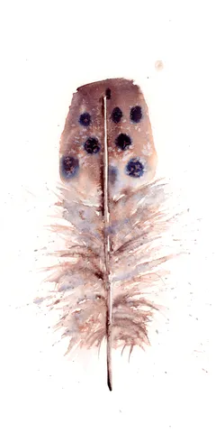 Image of a feather watercolor painting by Shayna Larsen, originals & prints available