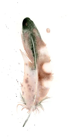 Image of a feather watercolor painting by Shayna Larsen, originals & prints available