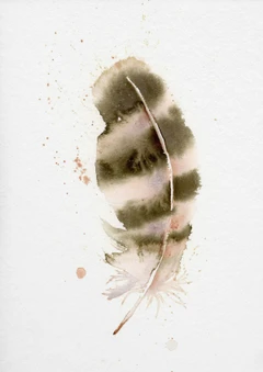 Image of a feather watercolor painting by Shayna Larsen, originals & prints available