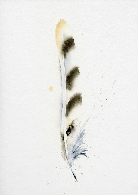 Image of a feather watercolor painting by Shayna Larsen, originals & prints available