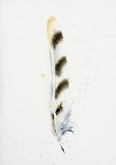 Image of a feather watercolor painting by Shayna Larsen, originals & prints available