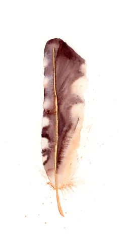 Image of a feather watercolor painting by Shayna Larsen, originals & prints available