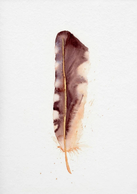 Image of a feather watercolor painting by Shayna Larsen, originals & prints available