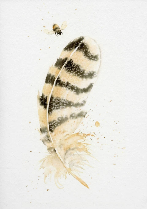 Image of a feather watercolor painting by Shayna Larsen, originals & prints available