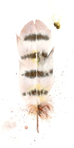 Image of a feather watercolor painting by Shayna Larsen, originals & prints available