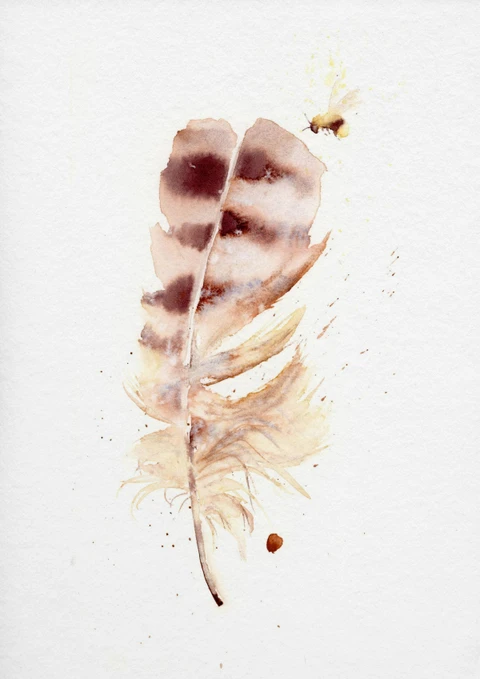 Image of a feather watercolor painting by Shayna Larsen, originals & prints available