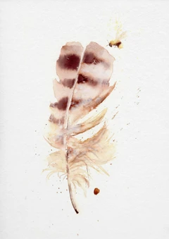 Image of a feather watercolor painting by Shayna Larsen, originals & prints available