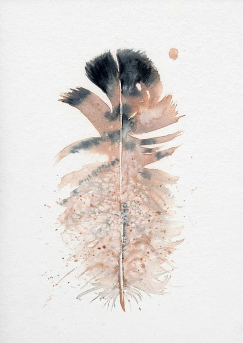 Image of a feather watercolor painting by Shayna Larsen, originals & prints available