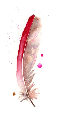 Image of a feather watercolor painting by Shayna Larsen, originals & prints available