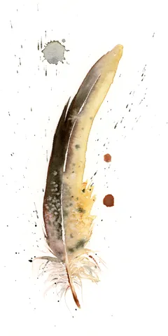 Image of a feather watercolor painting by Shayna Larsen, originals & prints available