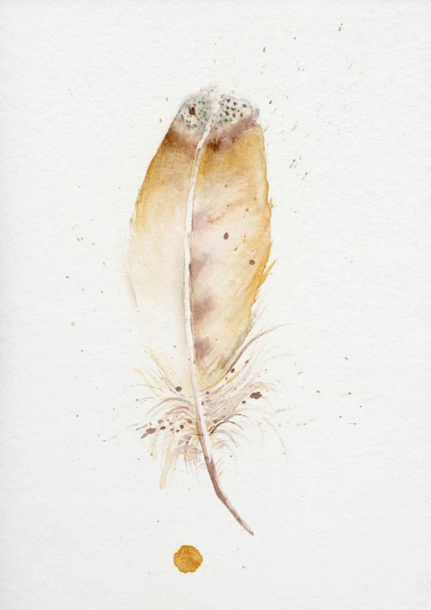 Image of a feather watercolor painting by Shayna Larsen, originals & prints available