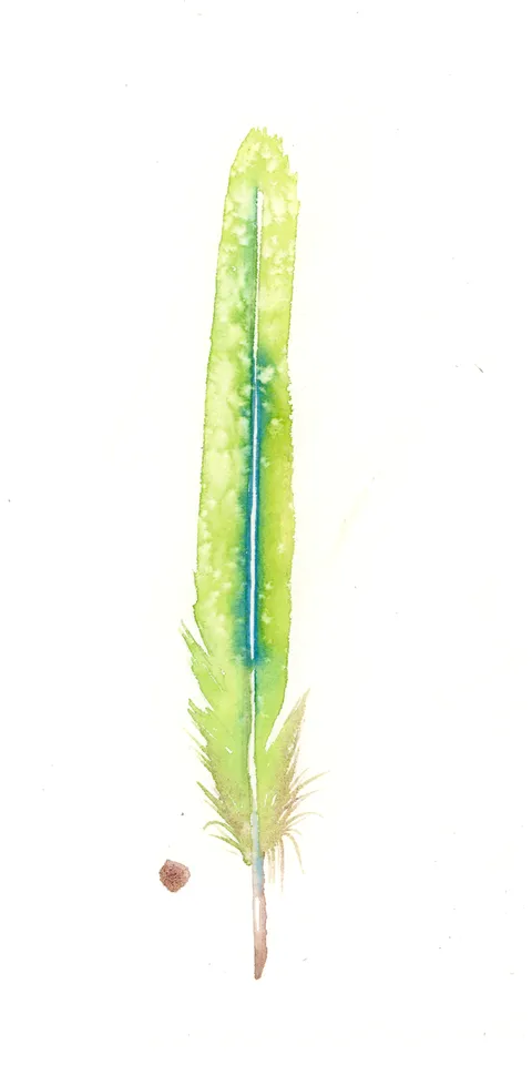 Image of a feather watercolor painting by Shayna Larsen, originals & prints available