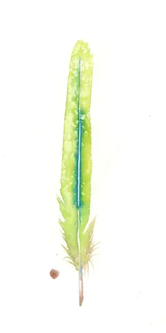 Image of a feather watercolor painting by Shayna Larsen, originals & prints available
