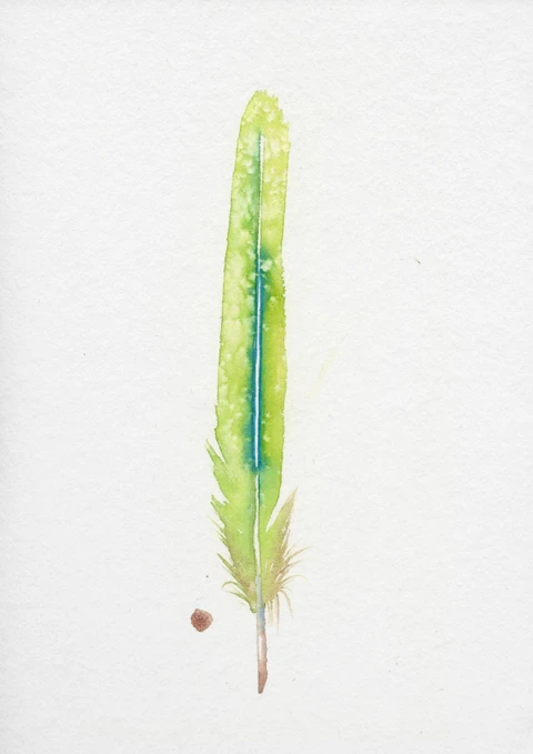 Image of a feather watercolor painting by Shayna Larsen, originals & prints available