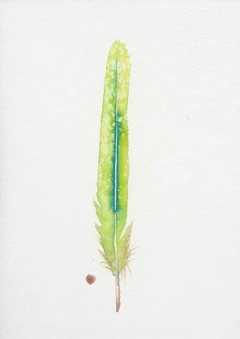Image of a feather watercolor painting by Shayna Larsen, originals & prints available