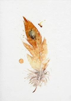 Image of a feather watercolor painting by Shayna Larsen, originals & prints available
