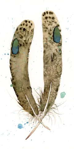 Image of a feather watercolor painting by Shayna Larsen, originals & prints available