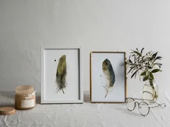 Image of a feather watercolor painting by Shayna Larsen, originals & prints available