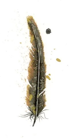 Image of a feather watercolor painting by Shayna Larsen, originals & prints available