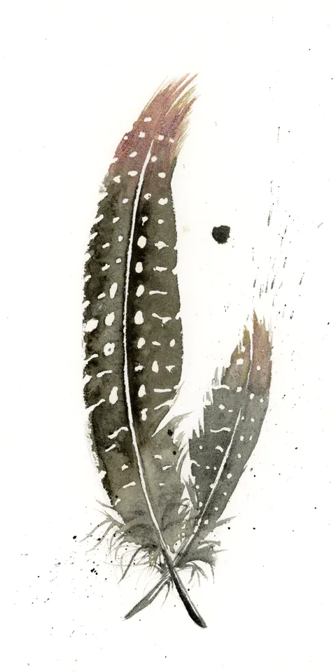 Image of a feather watercolor painting by Shayna Larsen, originals & prints available