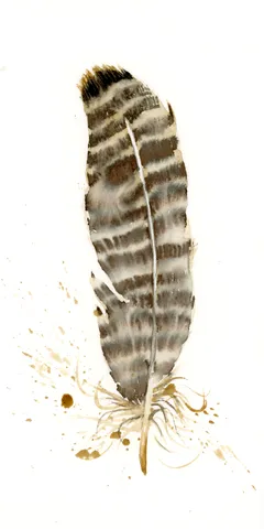 Image of a feather watercolor painting by Shayna Larsen, originals & prints available