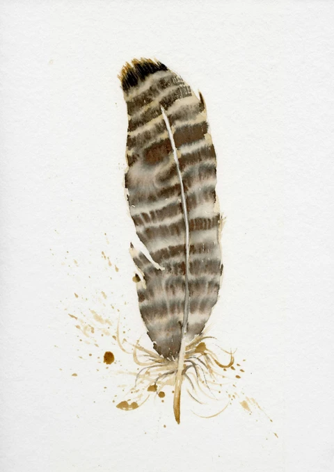 Image of a feather watercolor painting by Shayna Larsen, originals & prints available