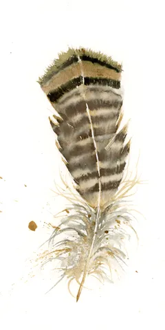 Image of a feather watercolor painting by Shayna Larsen, originals & prints available