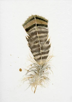 Image of a feather watercolor painting by Shayna Larsen, originals & prints available