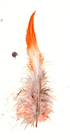 Image of a feather watercolor painting by Shayna Larsen, originals & prints available