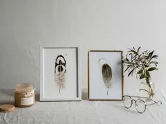 Image of a feather watercolor painting by Shayna Larsen, originals & prints available